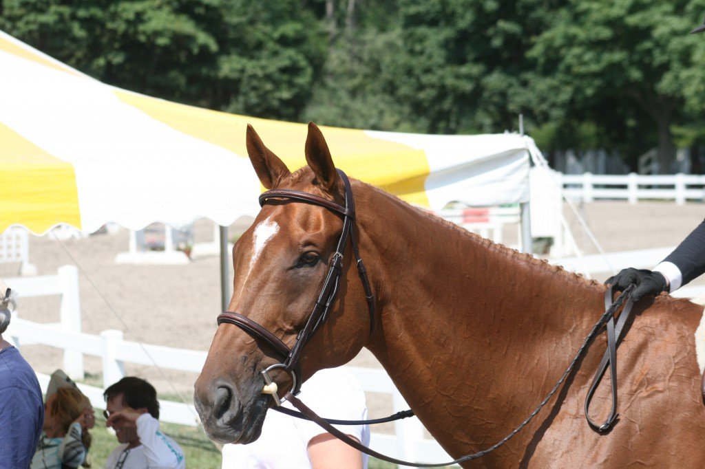 About 1/3 down his neck about an inch below his mane - the ultimate scratchy spot