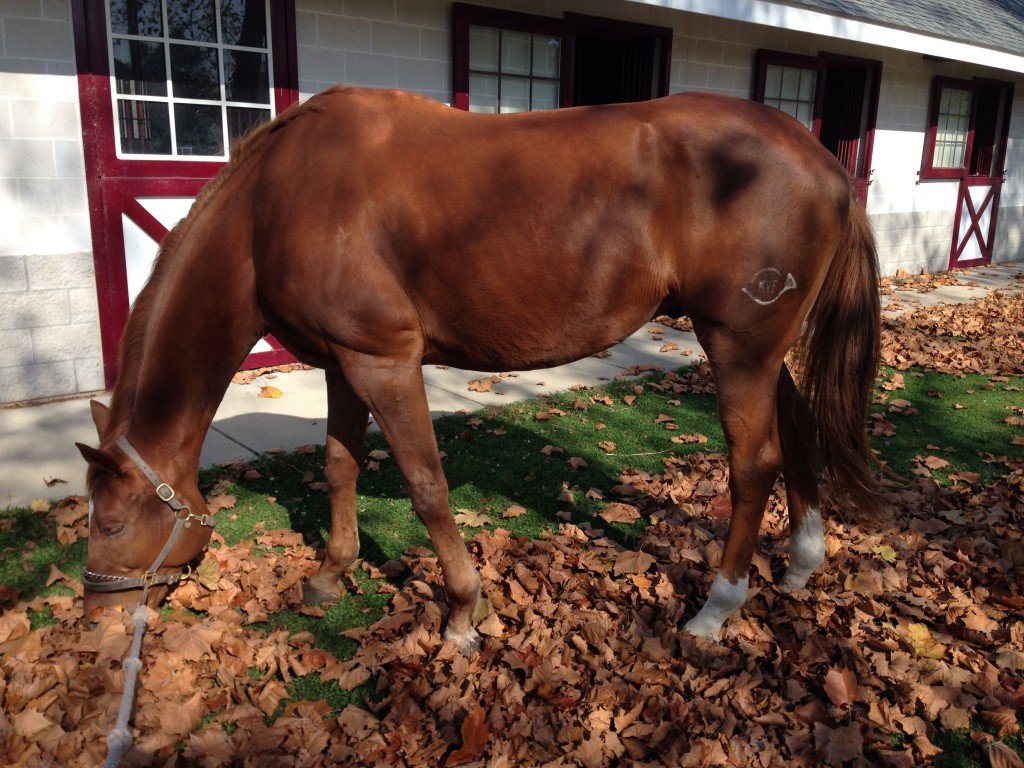 Blending in with the leaves