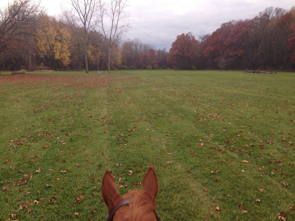 The leaves are all disappearing in the field!