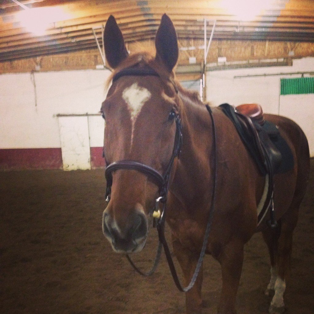 He looks so handsome in tack!