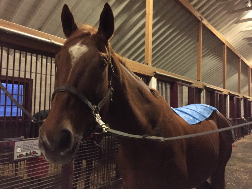 Stampede trying out the Coldflex back blanket