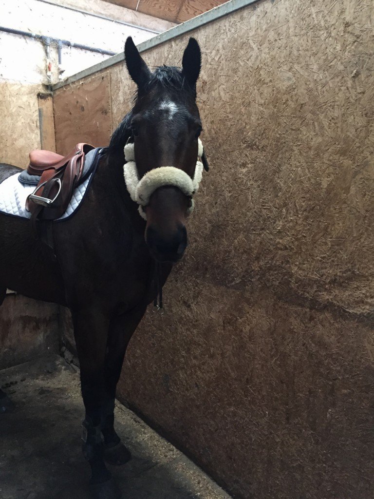 Ramone wearing a shipping halter since he regular one was in a newly formed lake outside