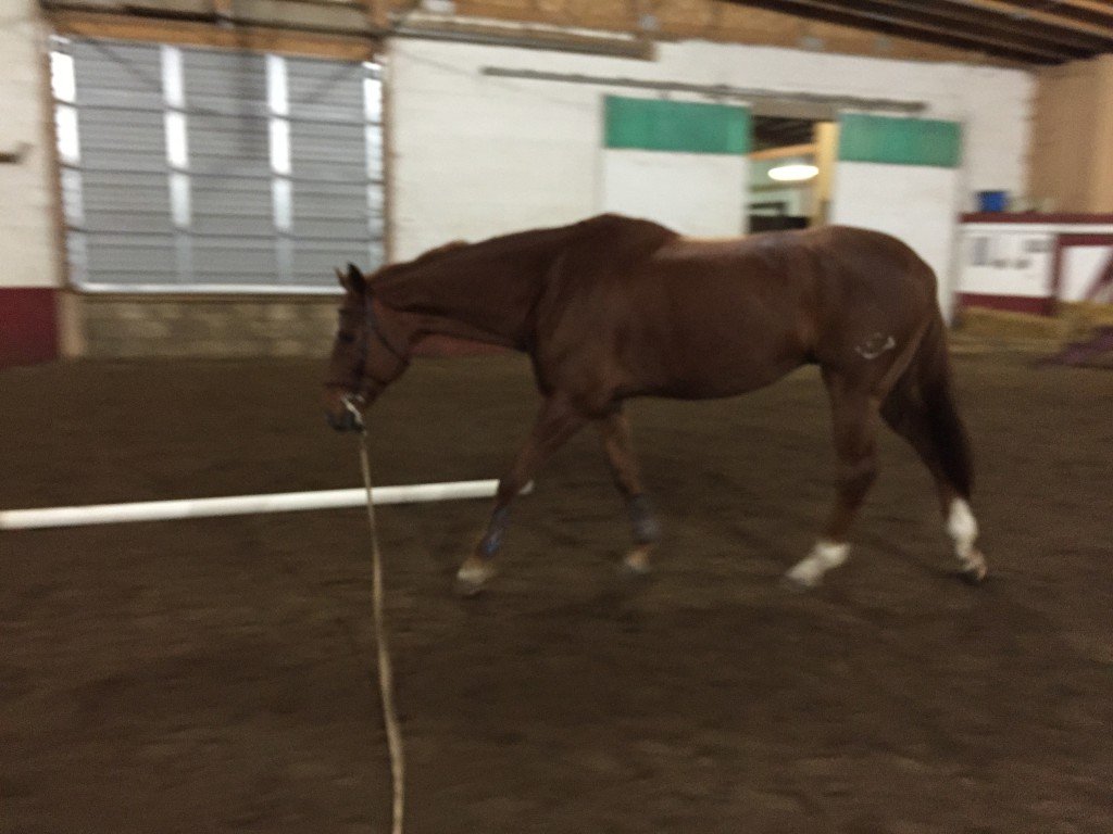 Walking on the lunge