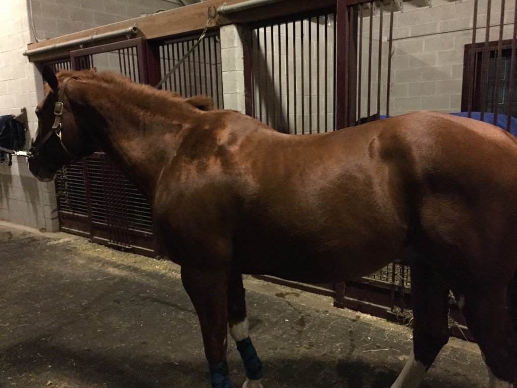 P wanted to show off his shiny pony coat - he also says this is not his best angle, lol