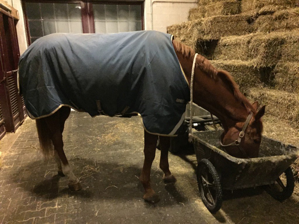 What we do when it's too cold to ride - go for walks and help clean up the hay cart