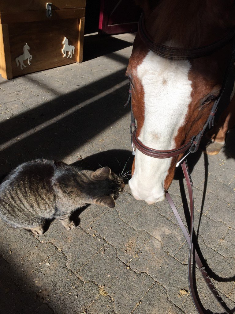 P saying hi to one of the barn kitties