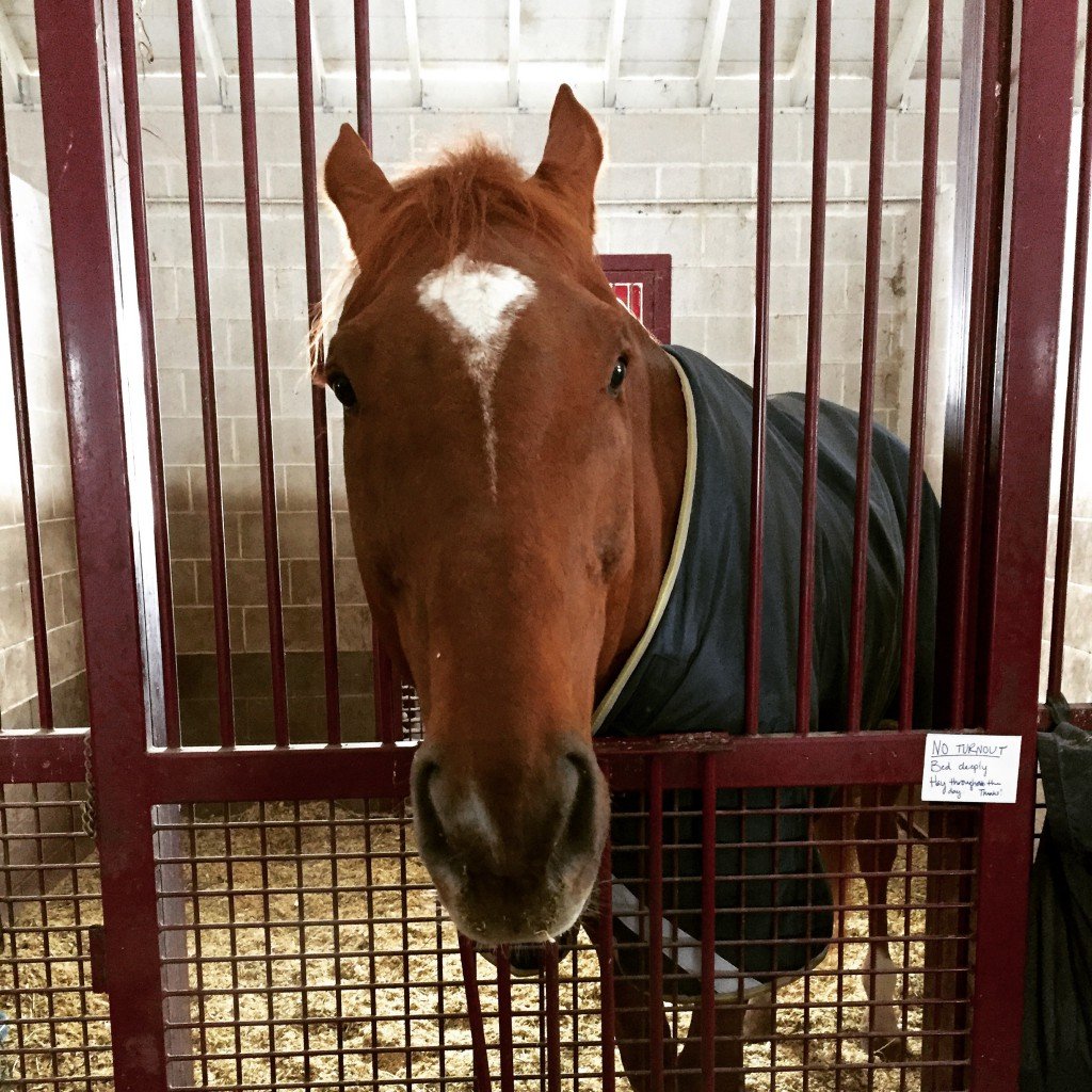 Stampede has started demanding cookies when I appear - especially those nickerdoodles that hide his previcox quiet well.