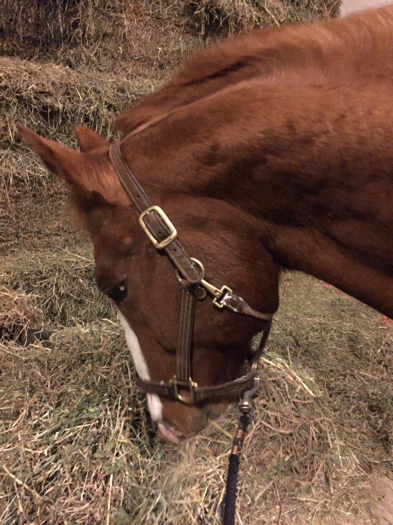 Hay cart grazing, yum