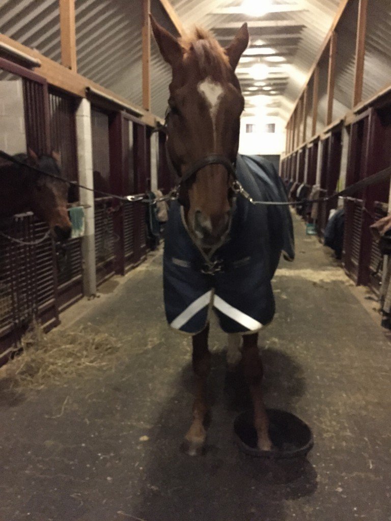 Evidently the boredom of hoof soaking is not overcome by me holding out a carrot while holding a camera...