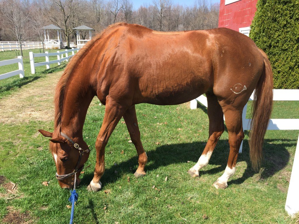 Stampede after his first bath of the year