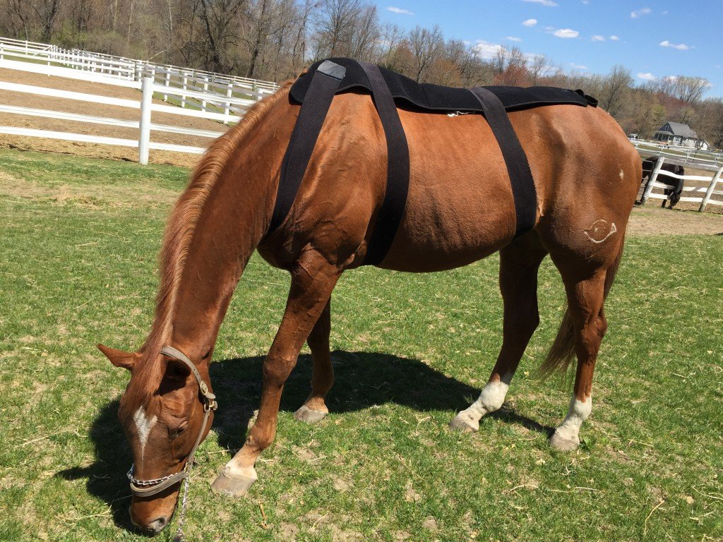 Ice Horse back blanket in action