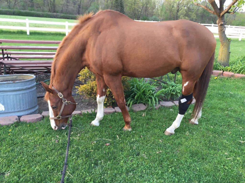 Grazing is his favorite