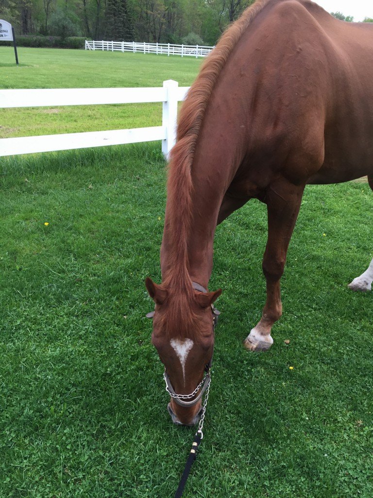 Another grass eating beast