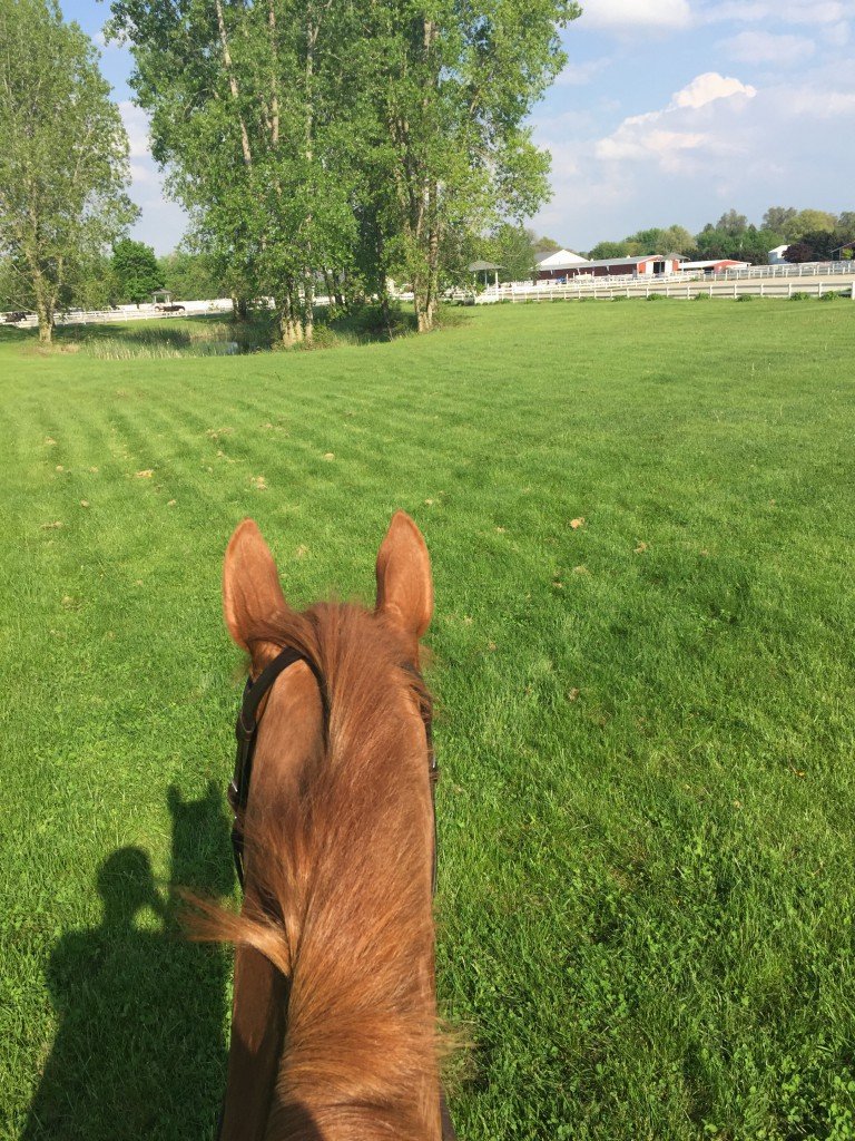 Gawking pony