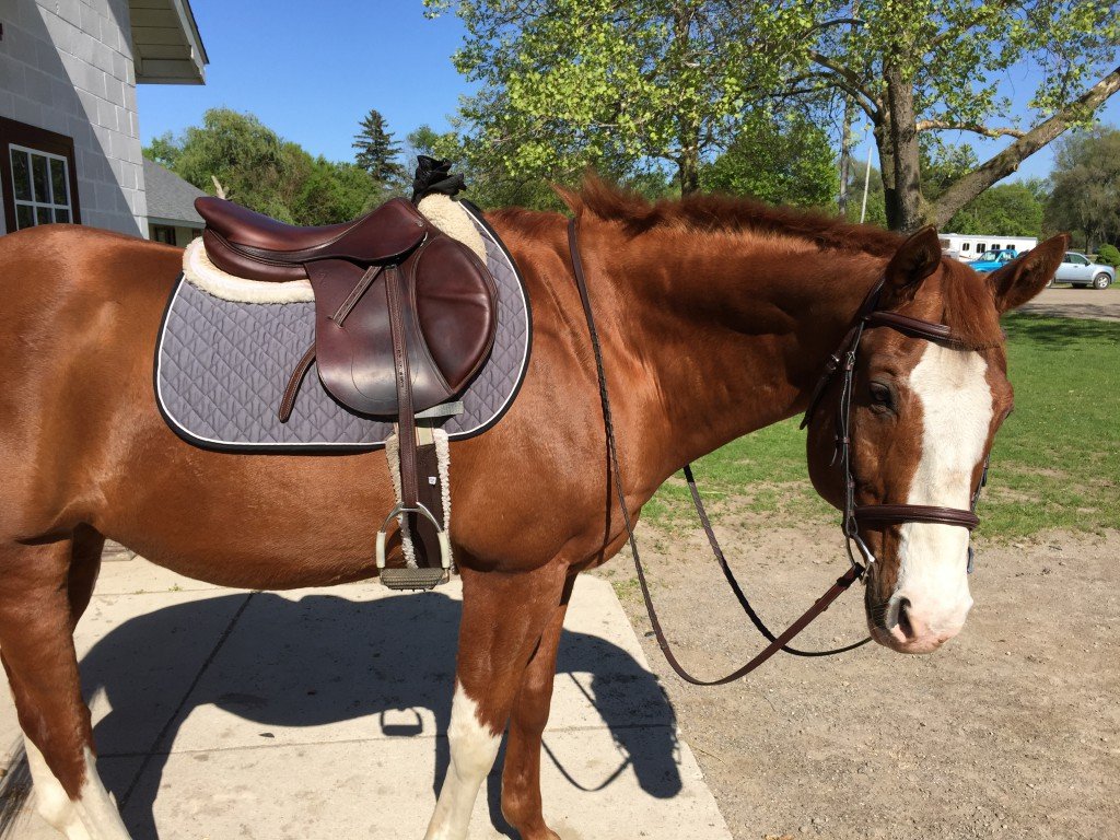 So handsome and shiny!