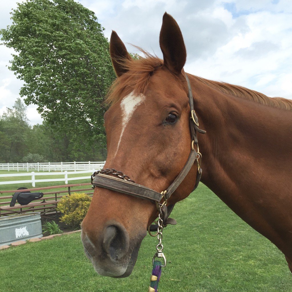 Stampede modeling the wind blown look