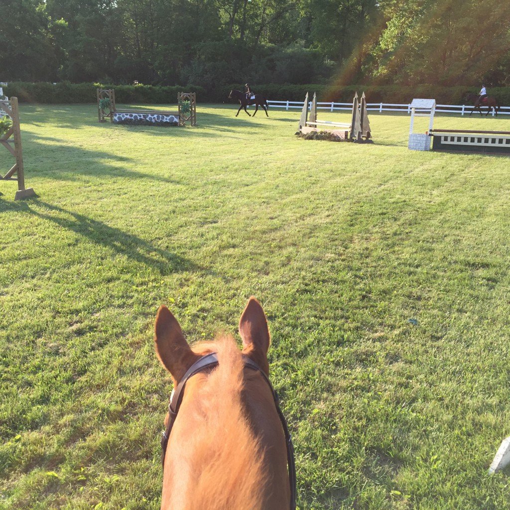 Grass ring in the evening