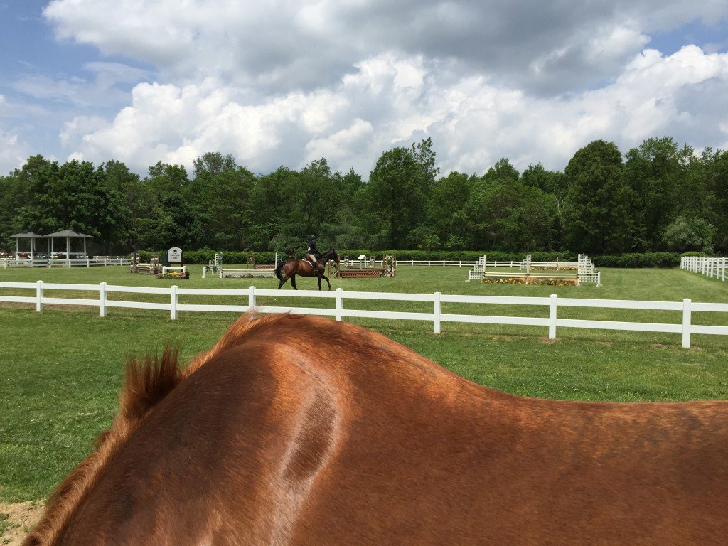 Watching the show while P grazed and dried