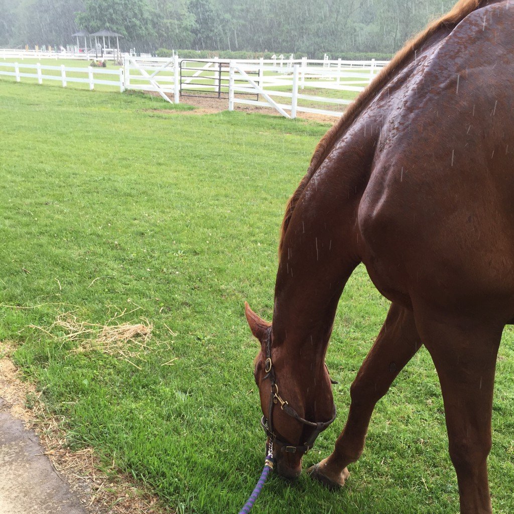 Stampede says his hair will dry and the grass is tasty