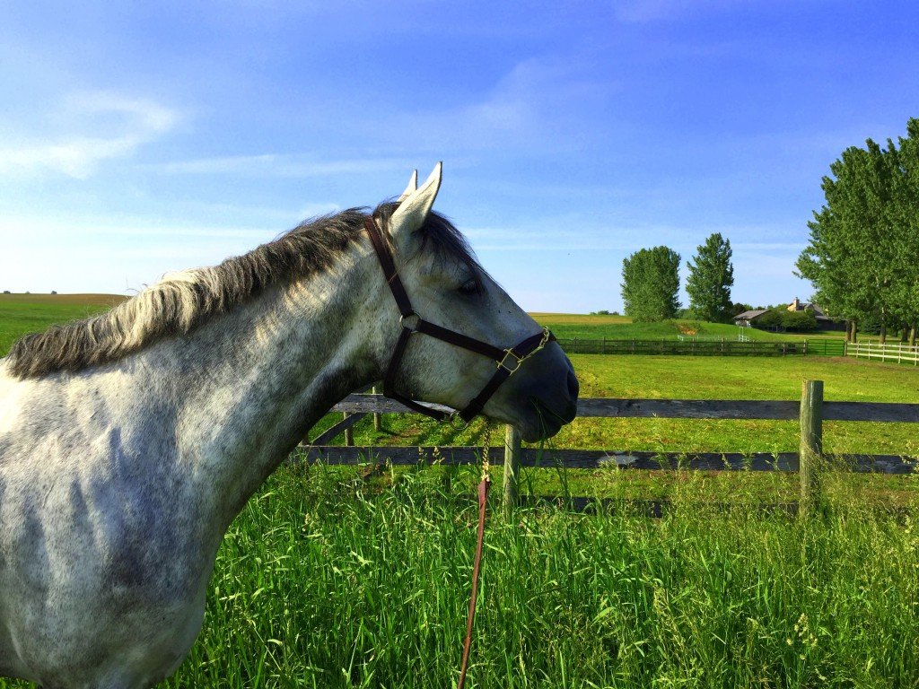 Pretty mare with a pretty background