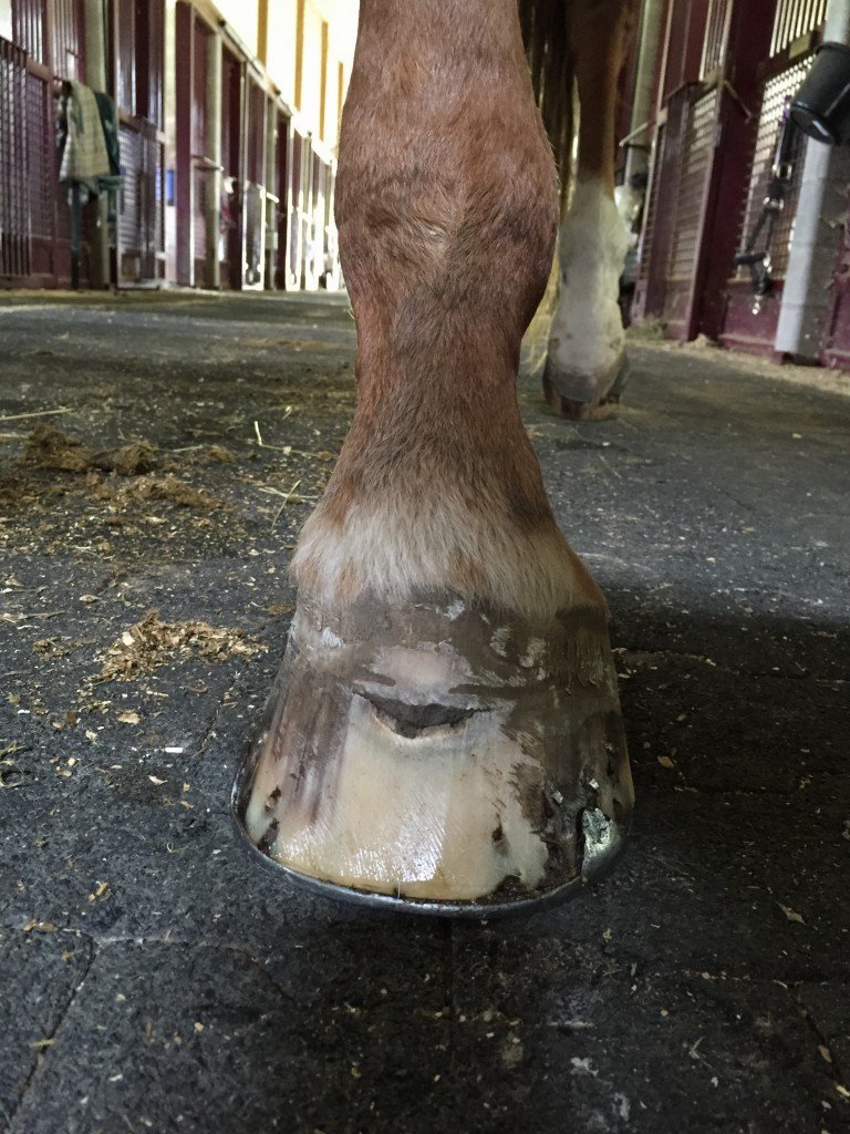 Big hole in the hoof