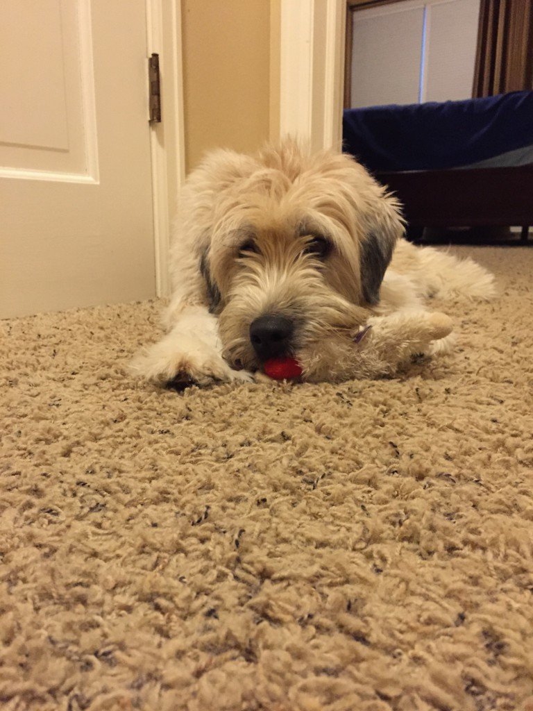 The bear loves her lamb chop toy.