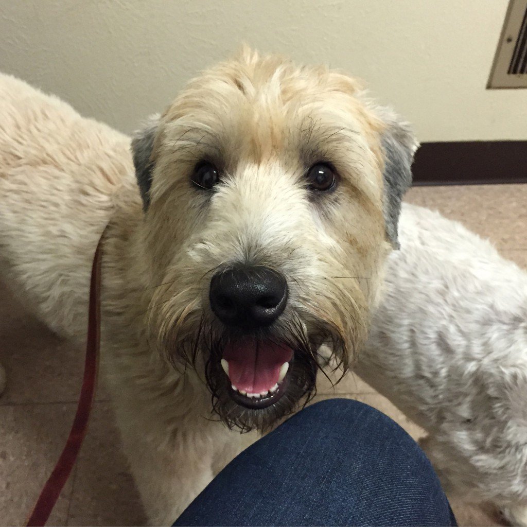 Even happy at the vet