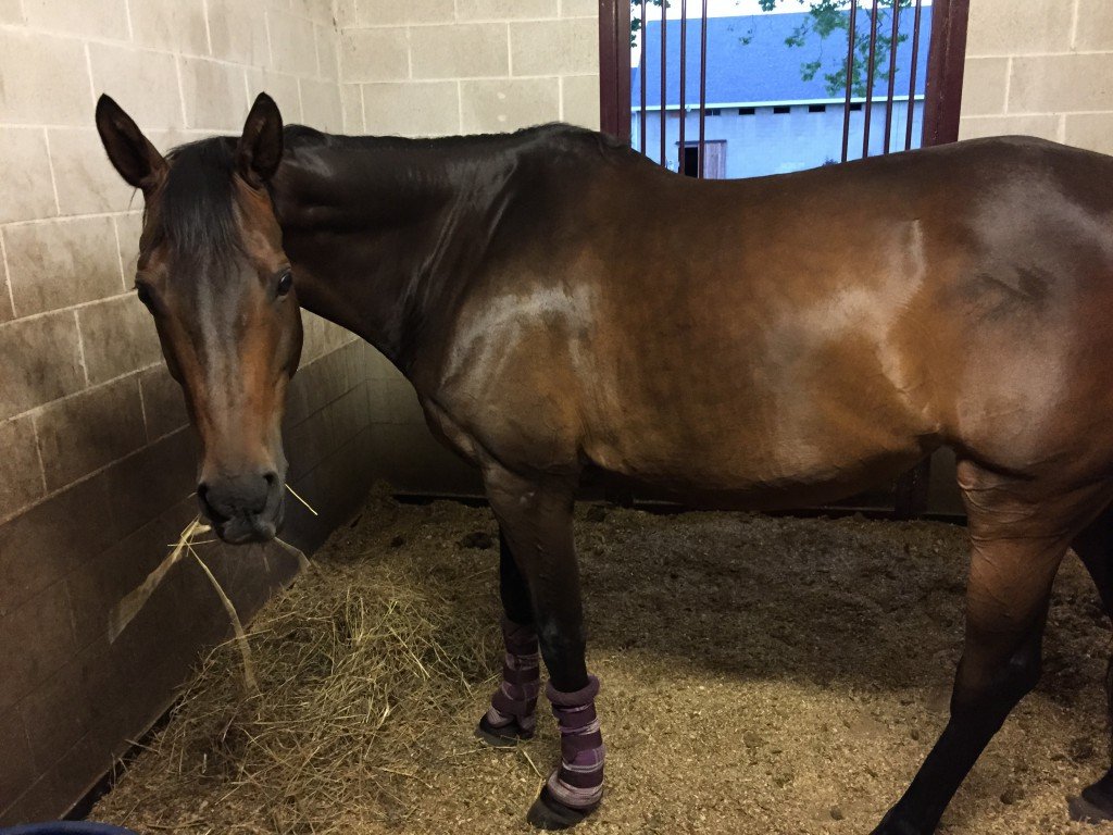 Wondering what I was doing in her stall