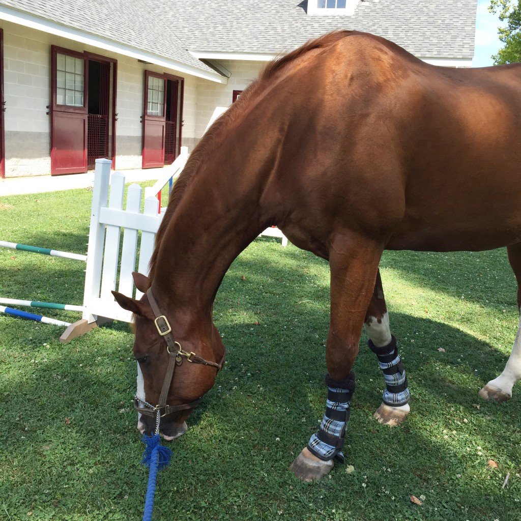 Grass eating beast