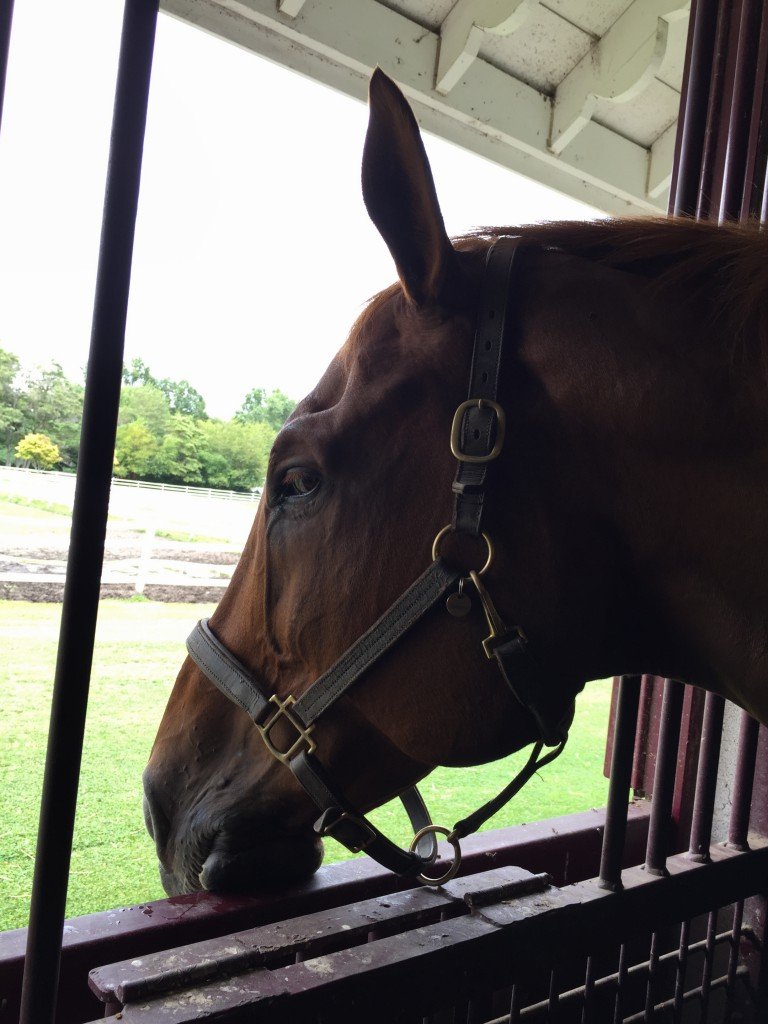 Drugged beast. Vet actually stood outside his stall to do  her work.