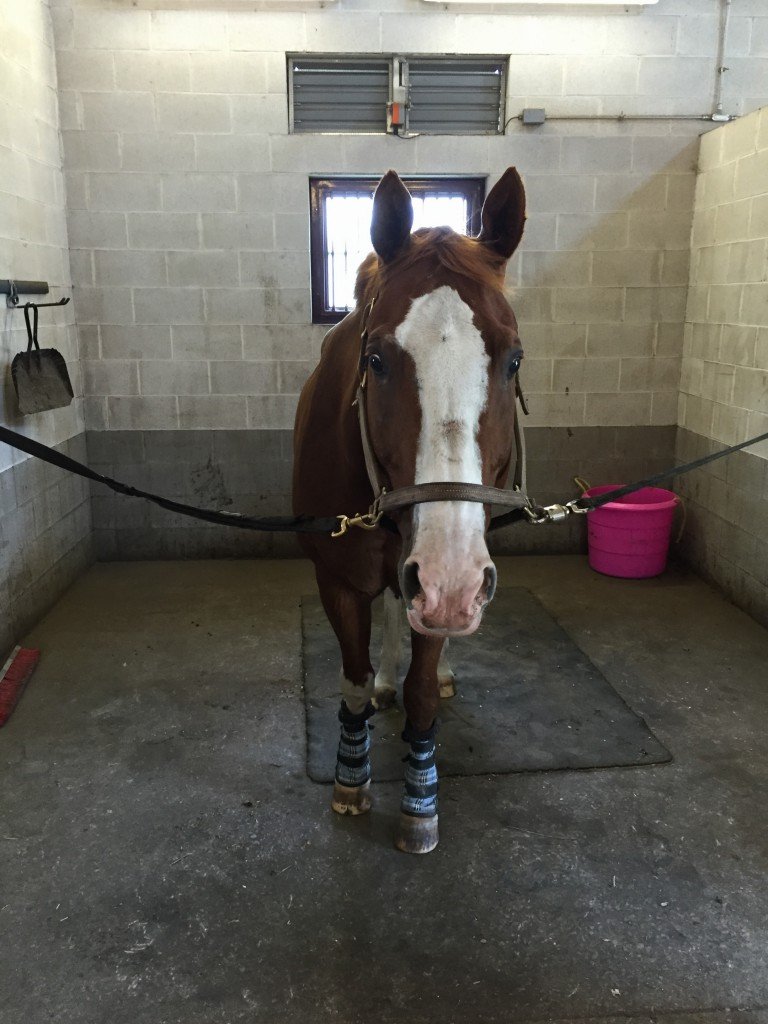 Being cute while the farrier prepped his shoes