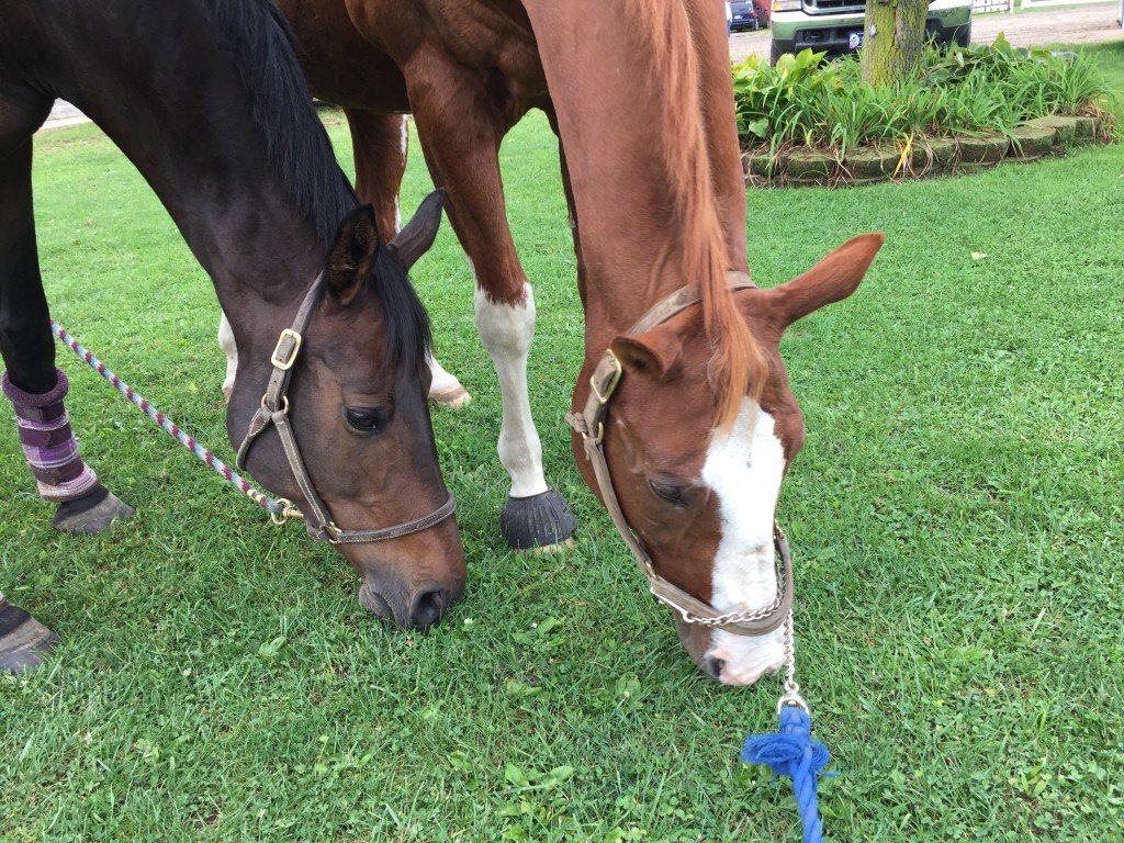 Mr. P grazing with his girlfriend Willow