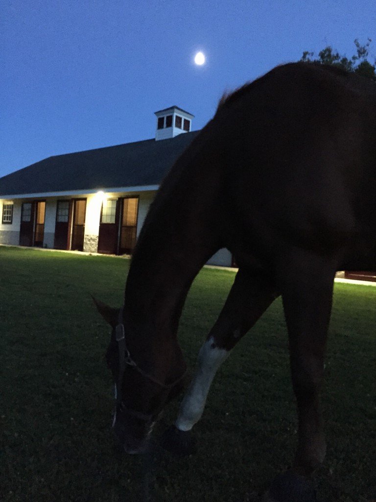 Fall makes for lots of grazing in the dark.