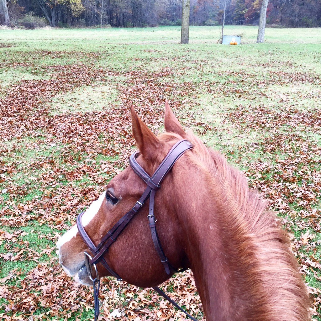 He's the color of fall leaves <3