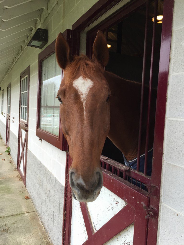 He loves his dutch door