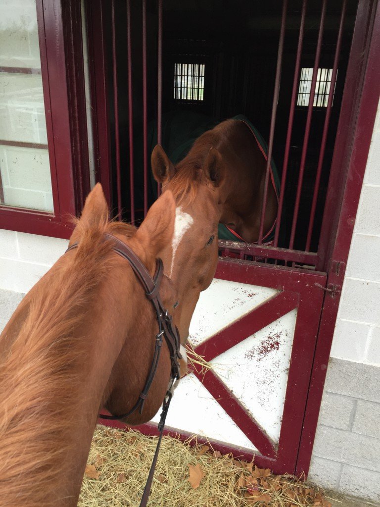 The boys always happily greet each other if I walk them by the others ones stall as I'm cooling out