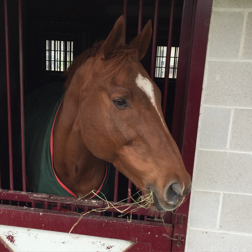 Then Stampede poses for a photo with his classic gawking at things far away look