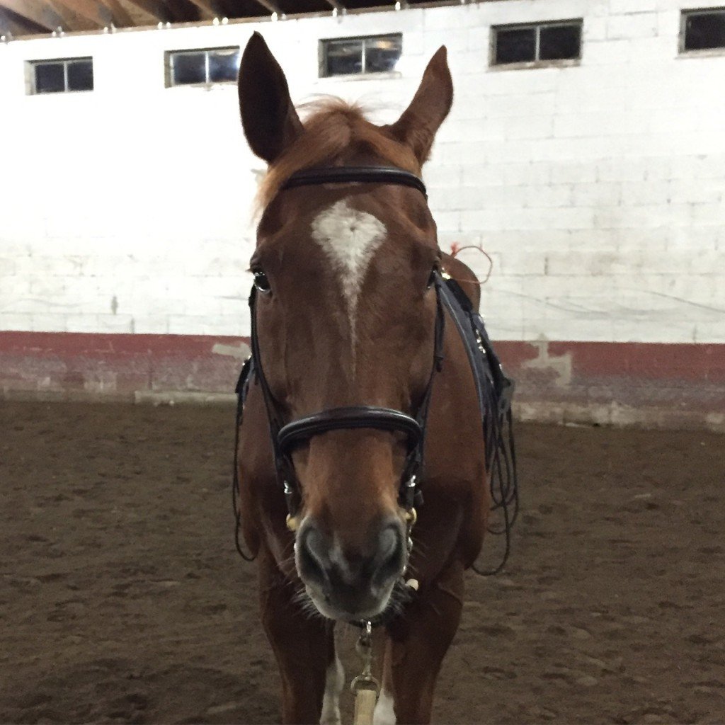 Stampede's saddle went off to New York for repairs so we were forced to lunge only. He was clearly thrilled.