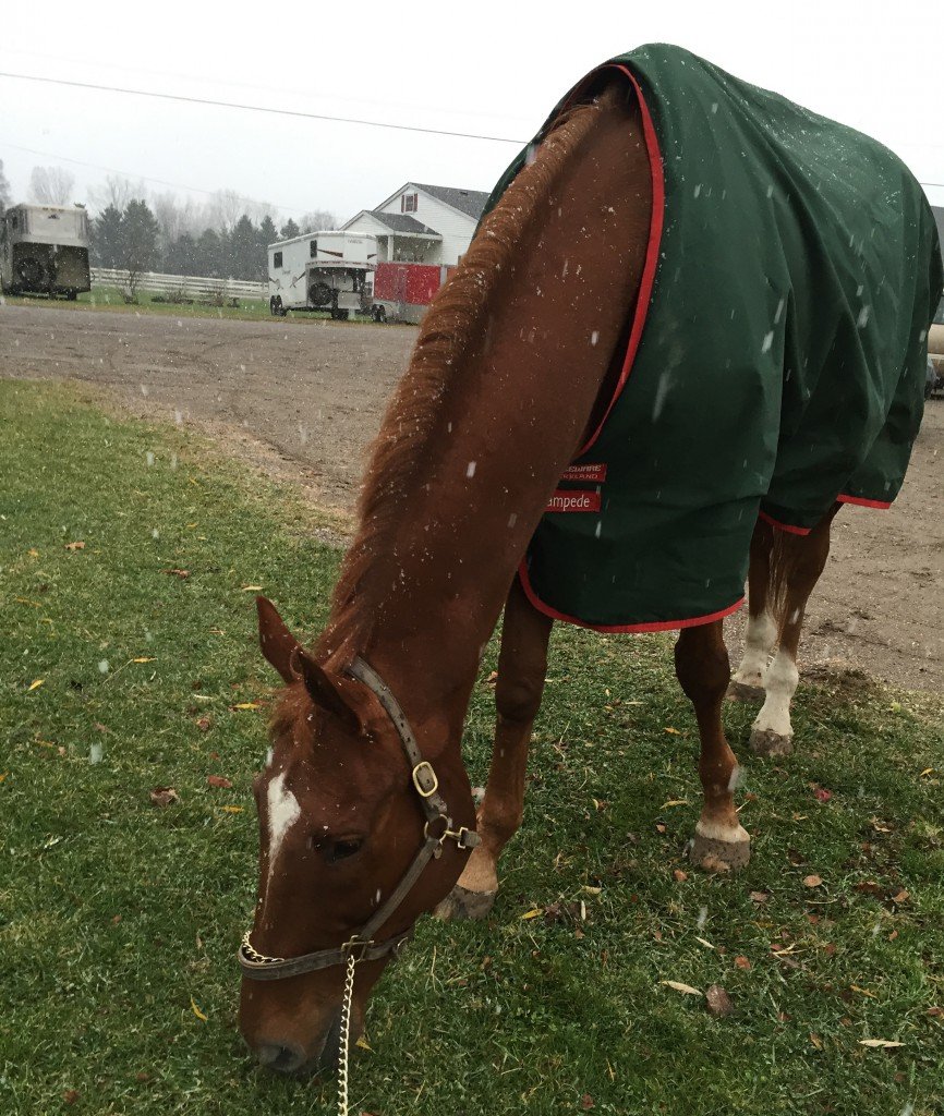 Snuck in a quick graze as the first snow of the winter started