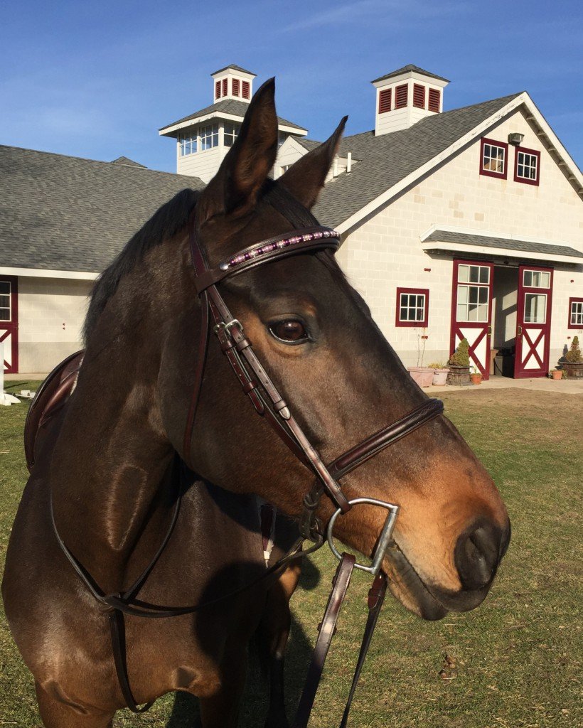 Willow showing off her new browband from Dark Jewel Designs