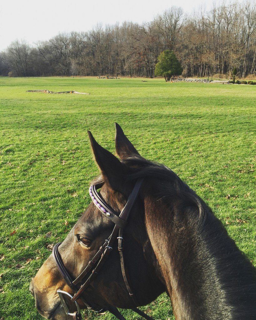 Cooling out in the field after a nice ride earlier this week