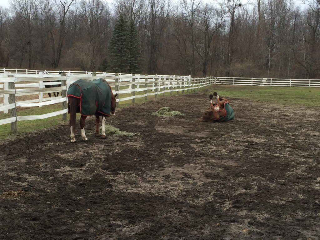 Eating and rolling - typical