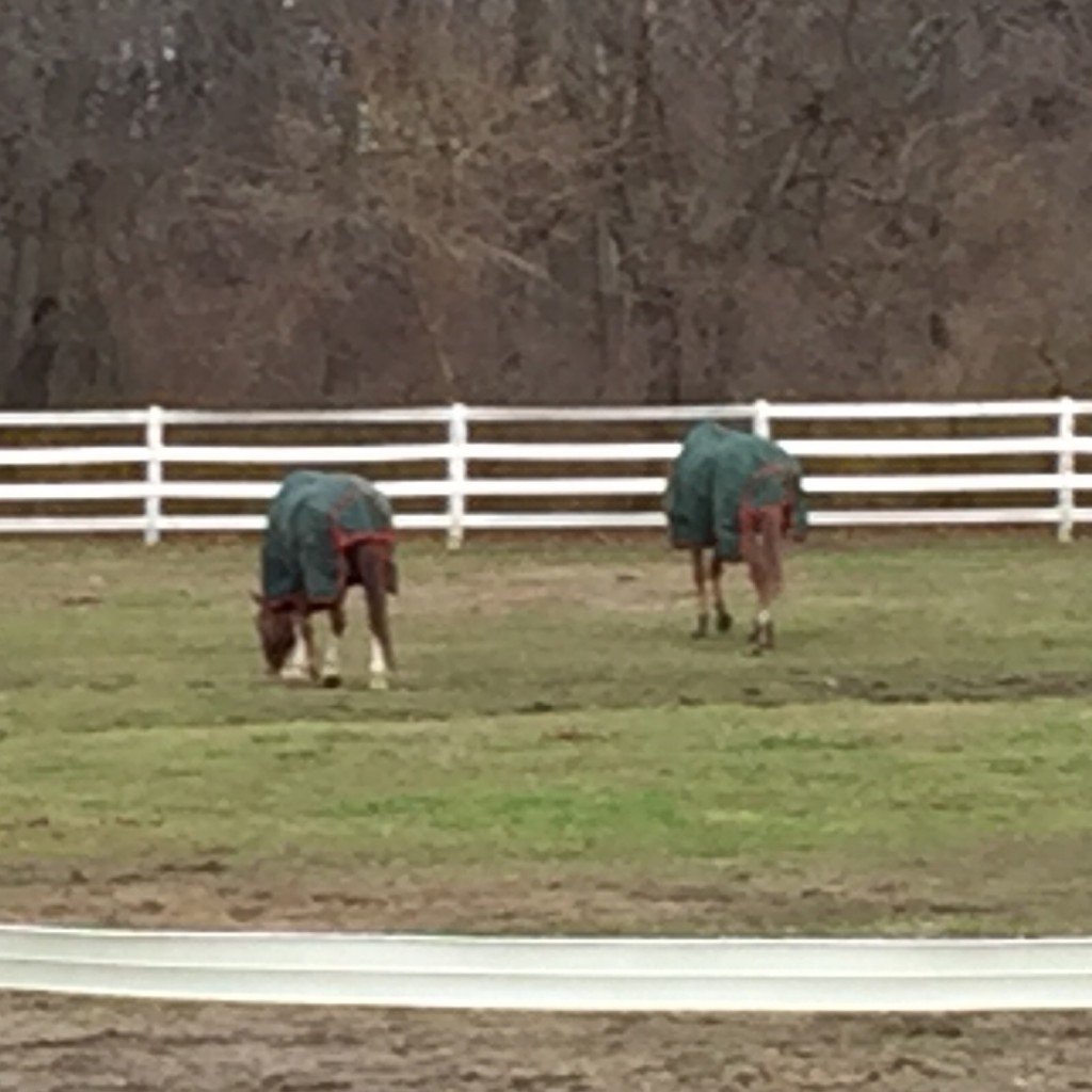 Hay eaten, the boys go off in searching of grass to munch on