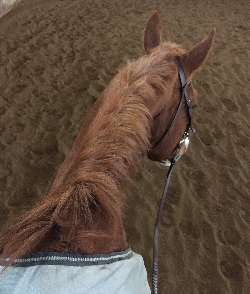 Bareback ride sitting on his blanket on a cold day