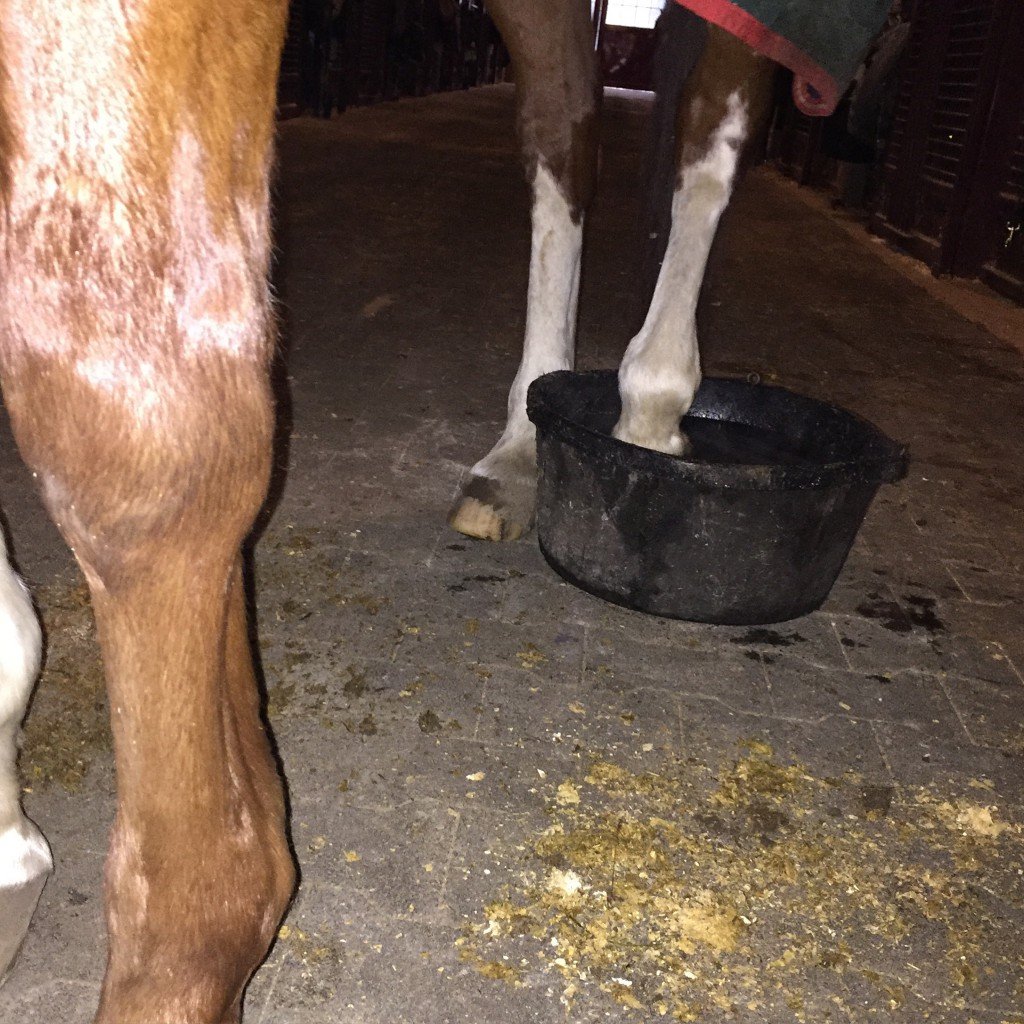 The fun of hoof soaking