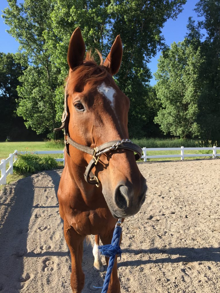 Taking in the sights from the show ring on Friday