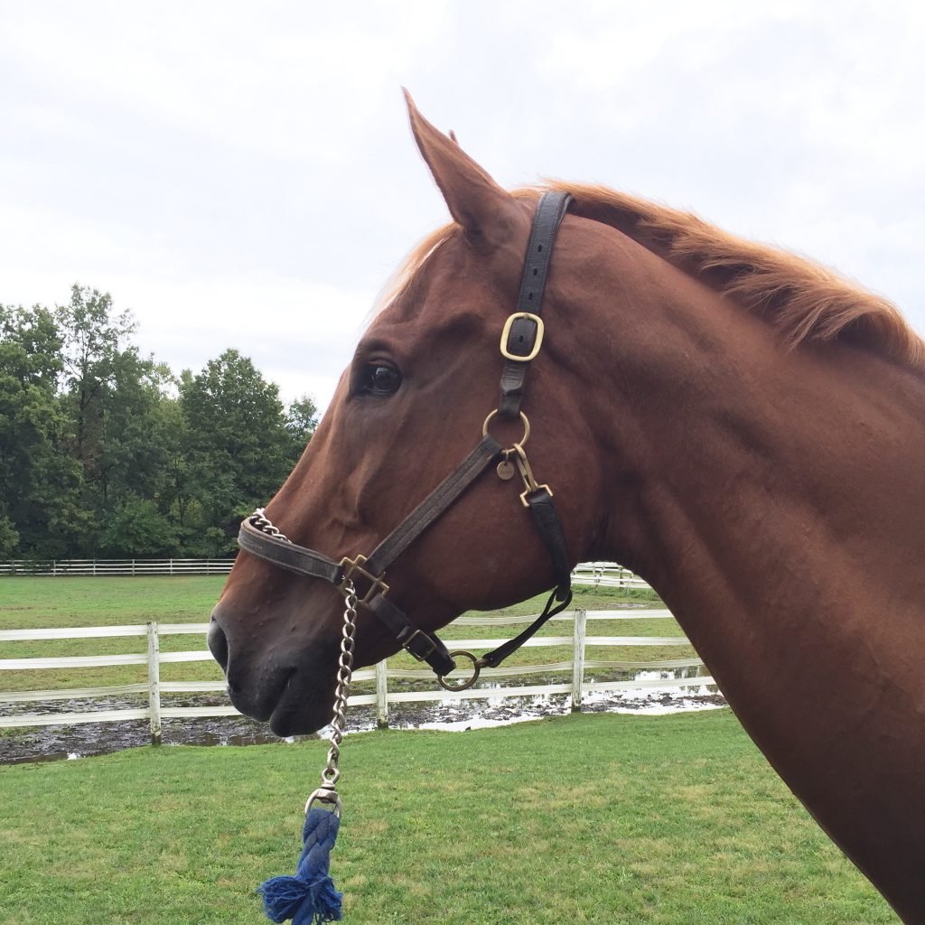 King of gawking instead of grazing