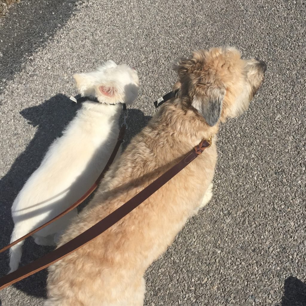 The pooches love going on walks