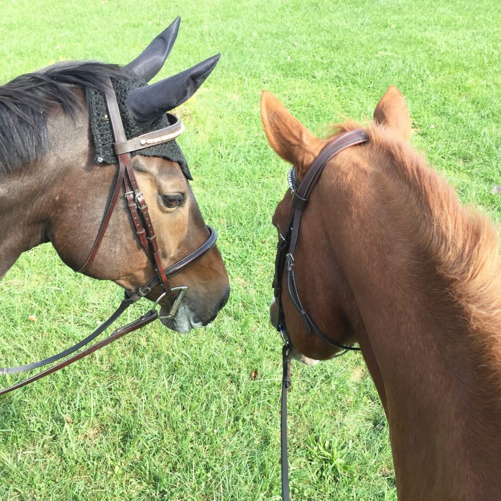 Mr. P and his girlfriend Willow were happy to go on a ride together in the field last weekend.