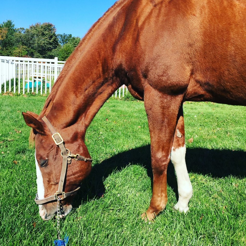 Mr. P loves grass